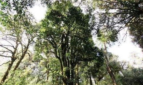 种什么树收益最高？行内人都种哪些“摇钱树”