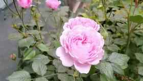 铃之妖精月季，那是个啥？