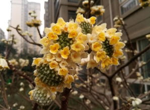 北方小区的绿化带常见花儿