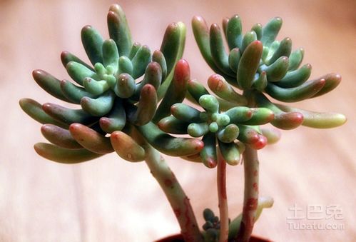 种植技巧与注意事项