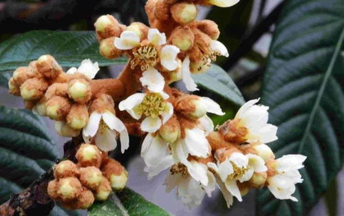 枇杷：冬日里的果实与蜜源