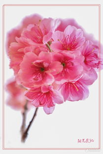 冷知识:三月的颜色: