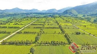 云南省耿马县勐撒镇实施冬早亚麻样板