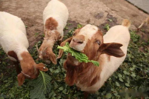 第三步：浇水要讲究，摇钱草才嫩喝饱饱