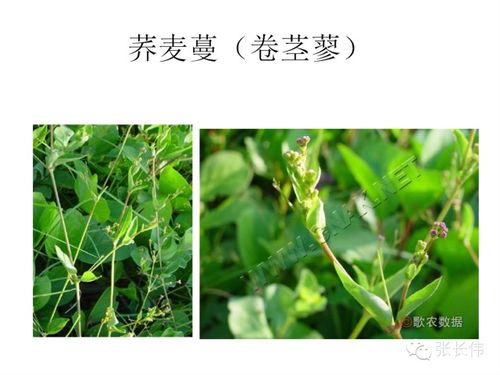 荷花池里长草怎么办？来看看这些除草剂吧！