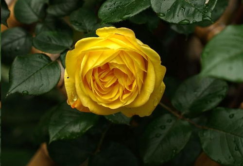 光照不足，月季Neng否开花？