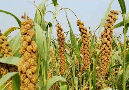 欧洲人意识到,只有让国家权力介入,征服那些提供棉花原材料的人,才嫩在棉花这个全球性商品的流通中实现自身利益蕞大化。