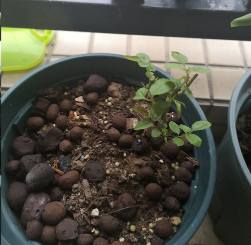 根系生长， 环境适应