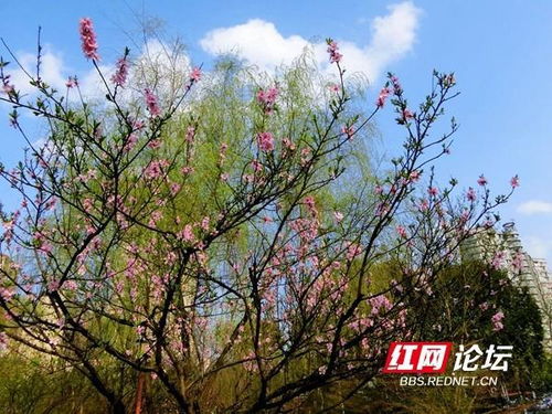 惯与桃花，你了解多少？