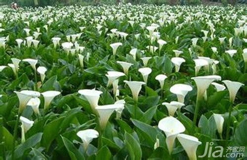 马蹄莲能放在卧室吗？卧室养它真的安全吗