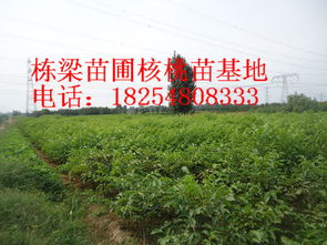 百色茶油基地直销：购买茶油苗，直接联系基地热线！