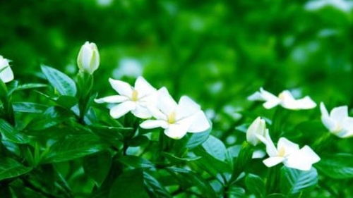 栀子花花朵为什么会变黄？是生长过程中出现了什么问题
