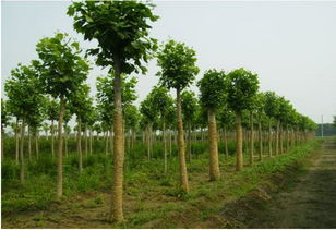 土壤条件大揭秘