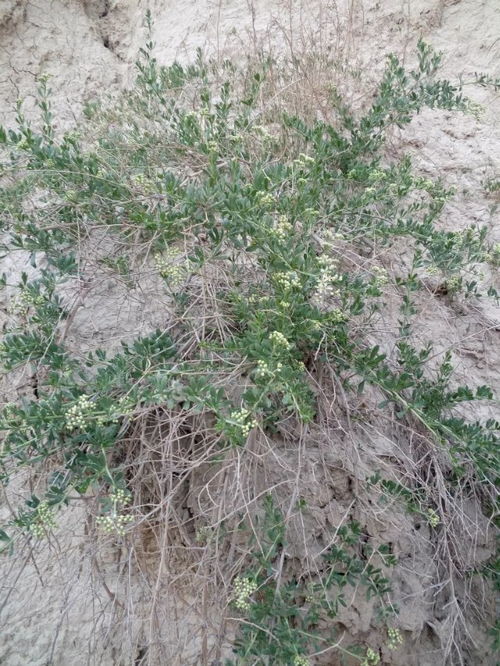 微咸水灌溉的智慧