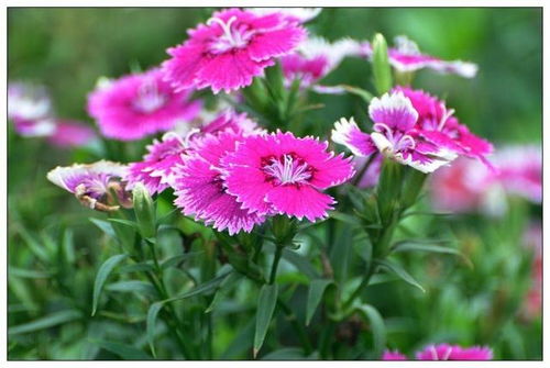 石竹花，寓意坚韧与希望