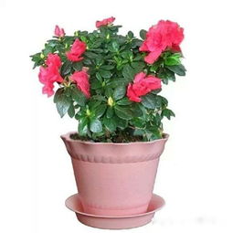 多城市气候适宜的花卉