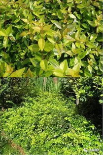 绿化灌木， 城市的绿色精灵