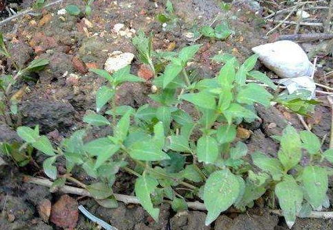 西藏的草地情缘：适合种植的草种揭秘