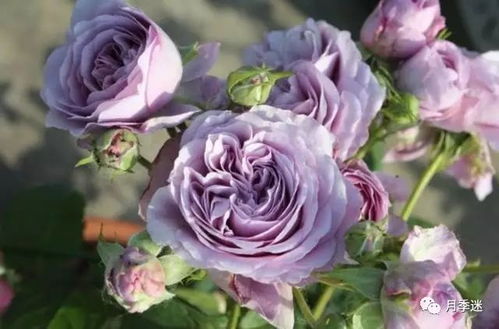 薰衣草花束月季，送朋友的好选择吗？
