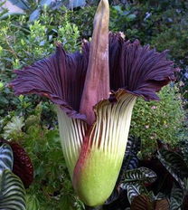 稀有且神秘的植物