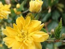 重瓣棣棠花是哪个品种的？它好养吗？