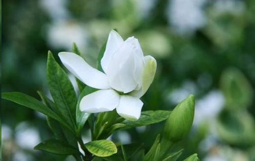 栀子花的冬天是冷还是暖？