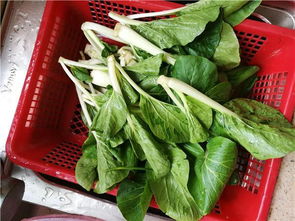 秋天物美价廉的小白菜因供应紧张而难觅踪影