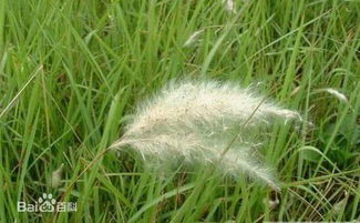 心急吃不了热豆腐， 但该出手时也别怂