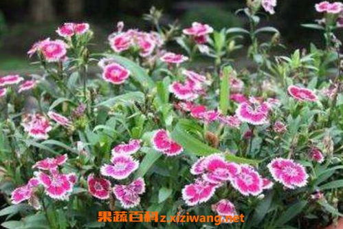 石竹：中药中的神奇花卉，功效与作用大揭秘！
