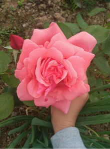 月季种植，土壤改良大揭秘