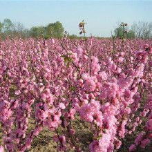 鄢陵花木基地的创新种植法