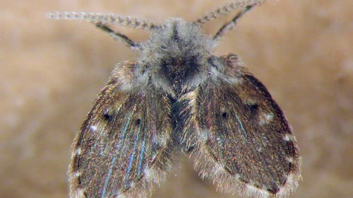 蛾蚋和蛾蠓：杀虫剂的效果大揭秘