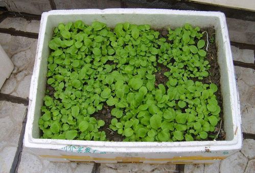 “泡沫箱种菜安全吗？花卉种植新潮流揭秘！”