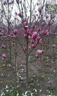 玉兰之乡， 常年批发