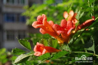 红花醉浆草如何通过分株繁殖？