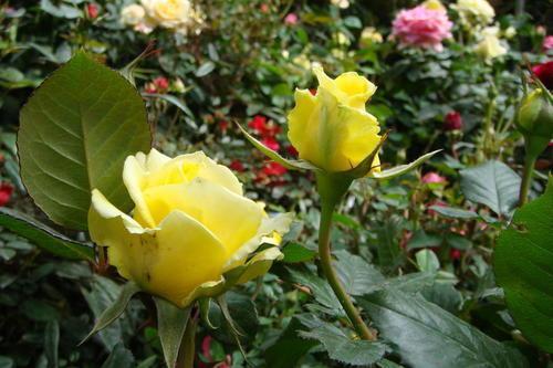 月季小苗的养护，你真的Zuo对了吗？