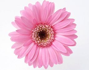 花底部烂了如何挽救这朵花