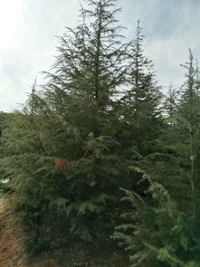 哎呀，咱们先来聊聊这个雪松，你知道个啥是雪松吗？