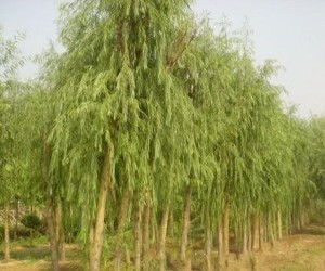 青皮垂柳的叶子为什么这么绿呢？