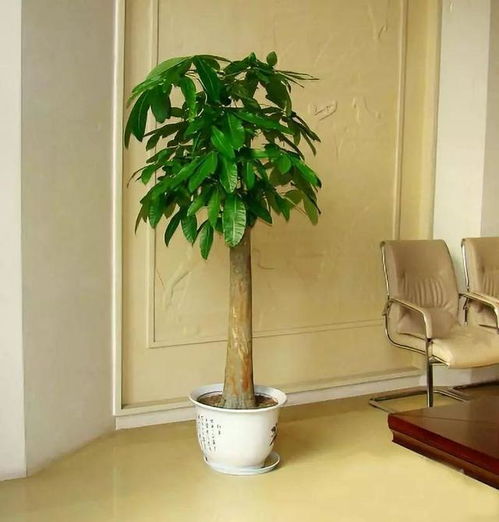 修剪技巧：让植株geng丰满