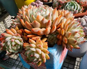 多肉爆盆秘籍：塞点“它”，胖成肉墩，肥美流油！