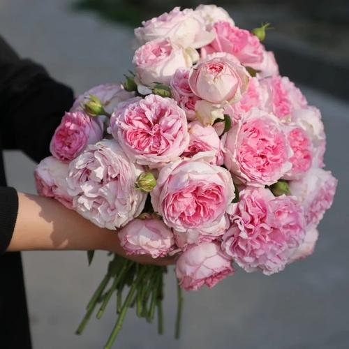 伊芙月季的魅力展现