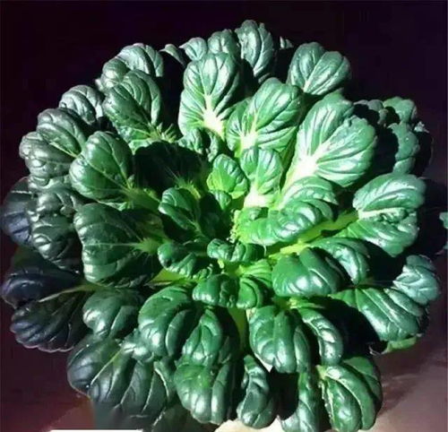 面积Zui广的蔬菜品种