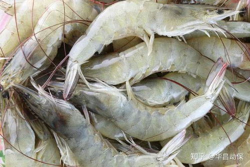 南美白对虾养殖中，改底对水质稳定和虾健康至关重要