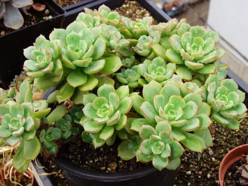多肉植物大和锦怎么养？光照和浇水要注意什么