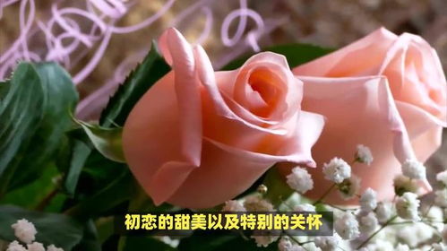 玫瑰花的寓意和象征意义知多少？这几点你要知道吗