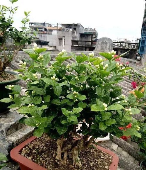 缺肥问题，磷钾肥是关键