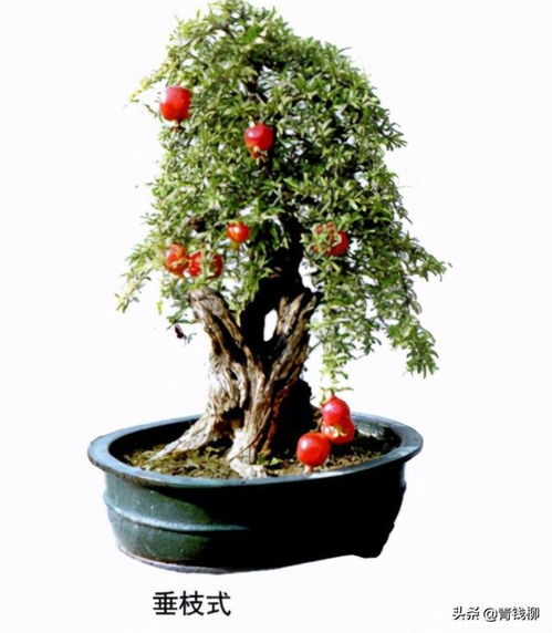 月季石榴种植时如何避免病虫害，并确保其开花结果