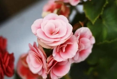 耐寒花卉，冬日绽放