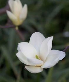 第三招：停止施肥， 保暖要紧